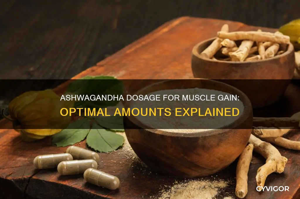 how much ashwagandha for muscle gain