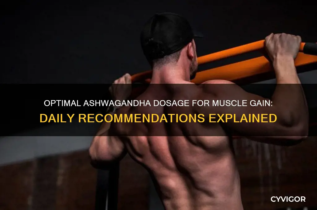 how much ashwagandha per day for muscle gain