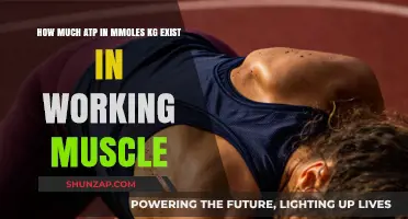 ATP Levels in Working Muscle: Understanding mmoles/kg Dynamics