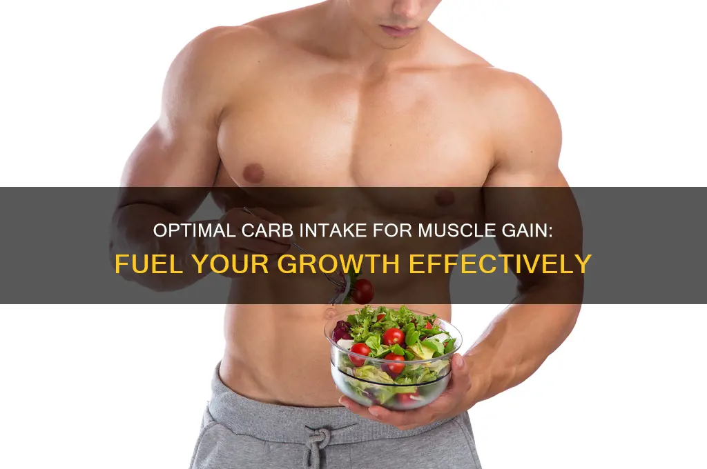 how much carb intake to gain muscle