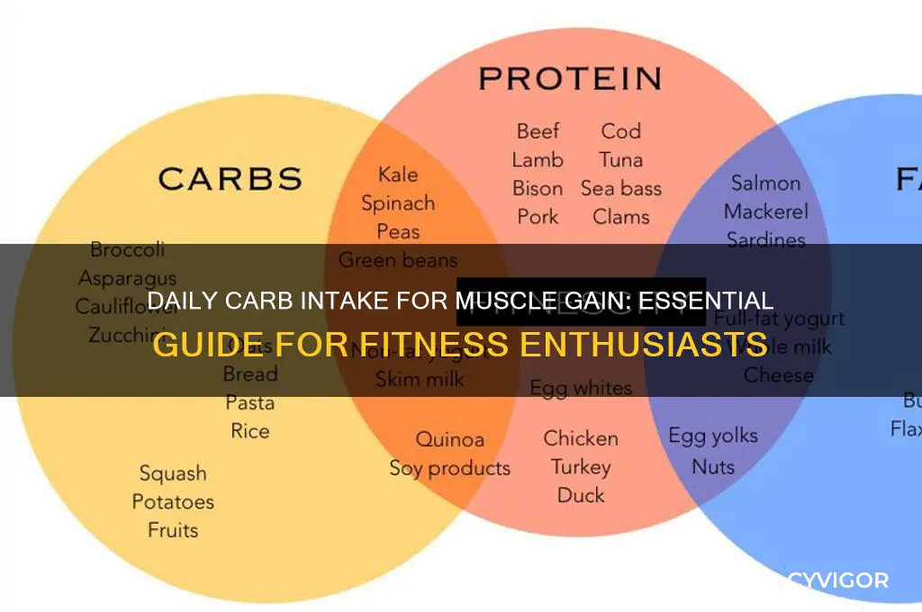 how much carbs do i need daily to gain muscle
