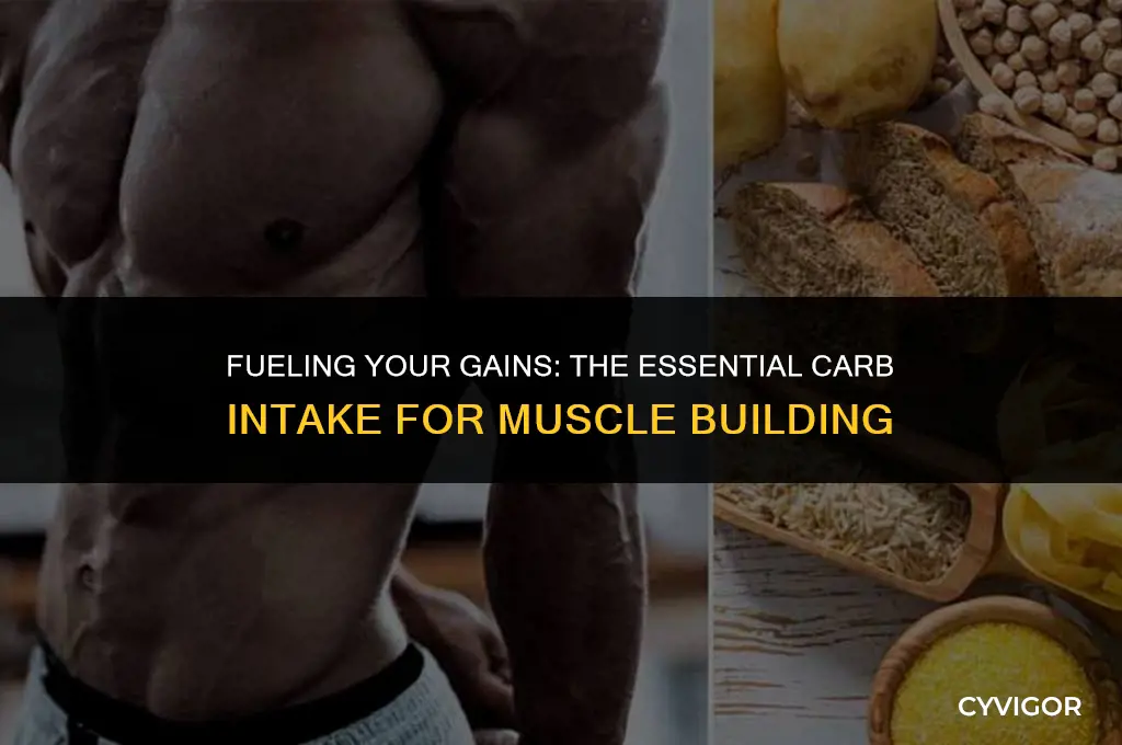 how much carbs do i need to build muscle