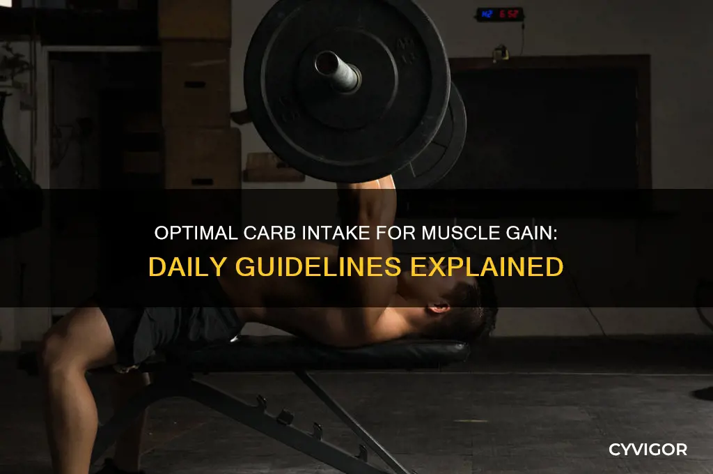 how much carbs per day for muscle gain