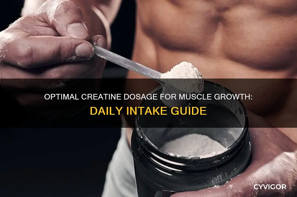 how much creatine a day to gain muscle
