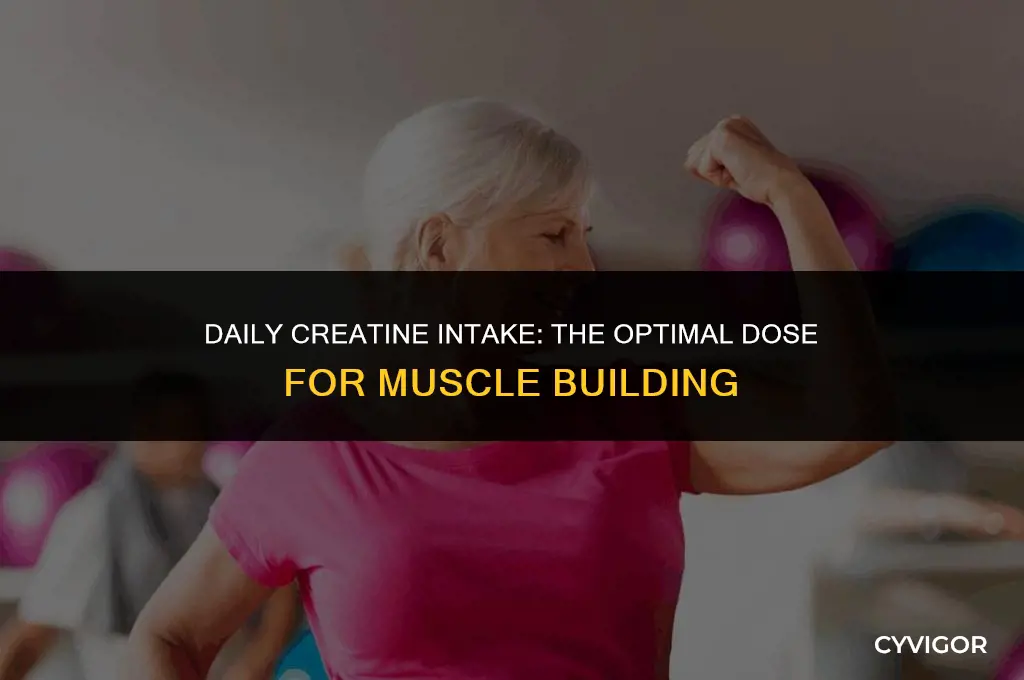 how much creatine per day to build muscle