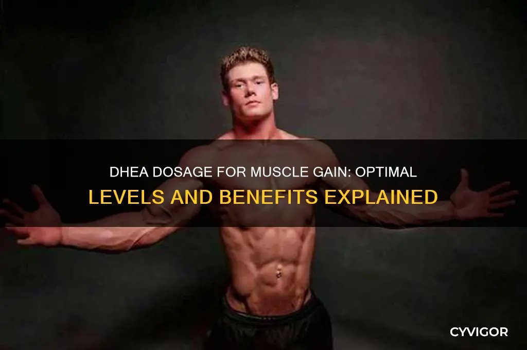 how much dhea for muscle gain