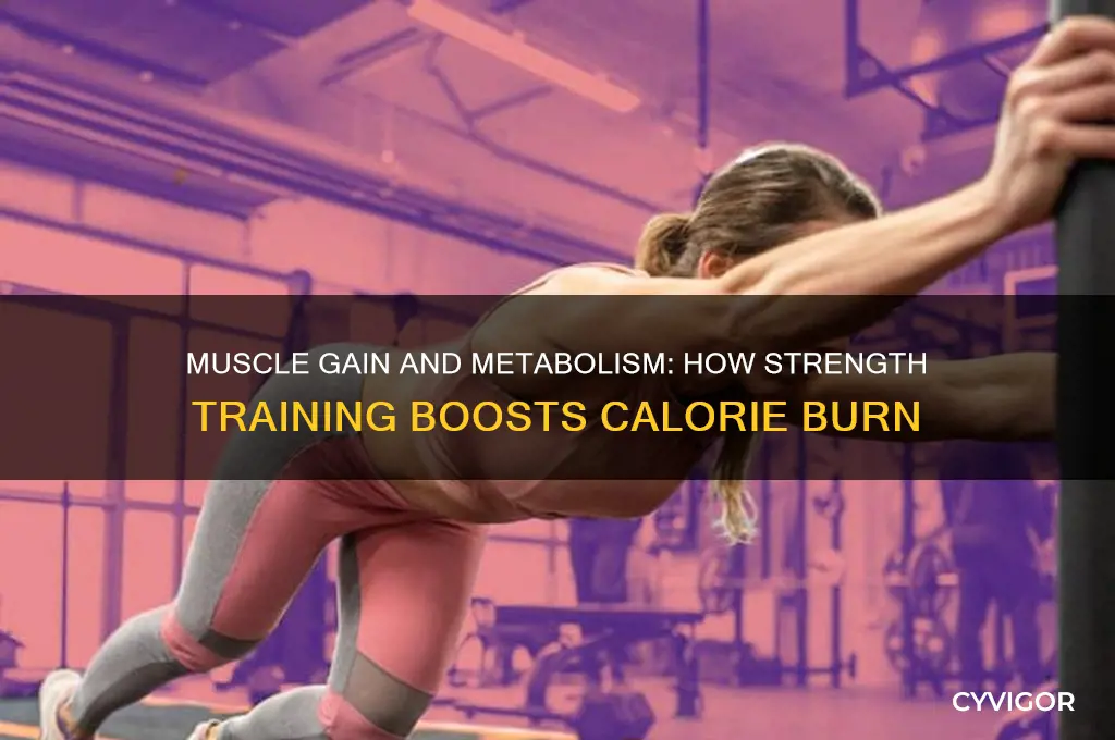 how much does gaining muscle increase your metabolism