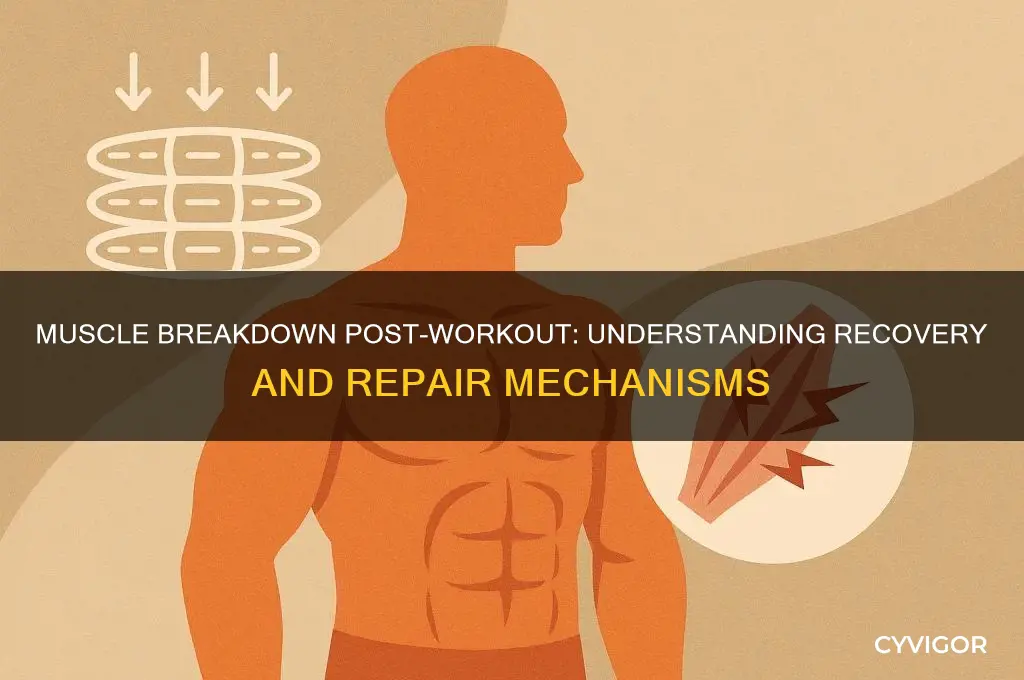 how much does muscle break down after working out