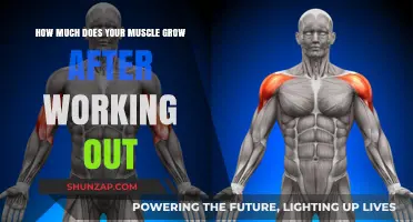 Muscle Growth After Workouts: Understanding Post-Exercise Hypertrophy