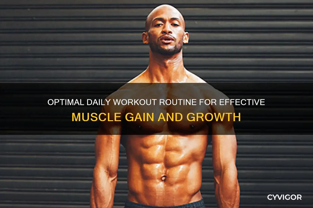how much exercise per day to gain muscle