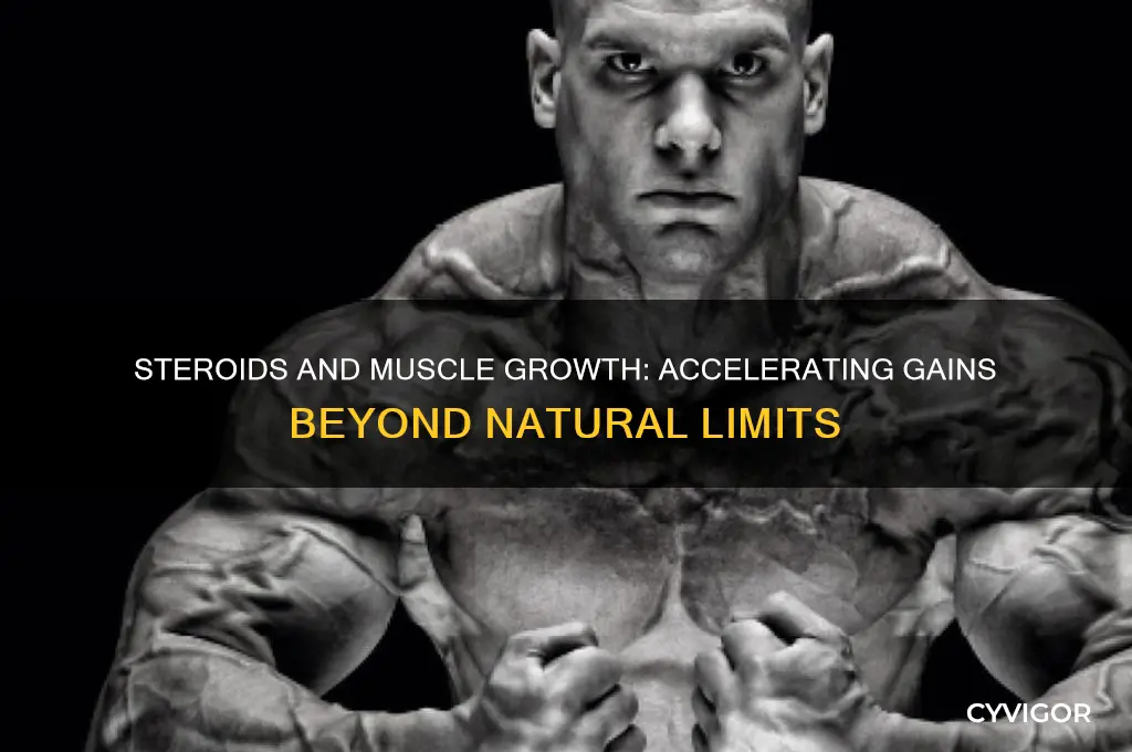 how much faster do you gain muscle on steroids
