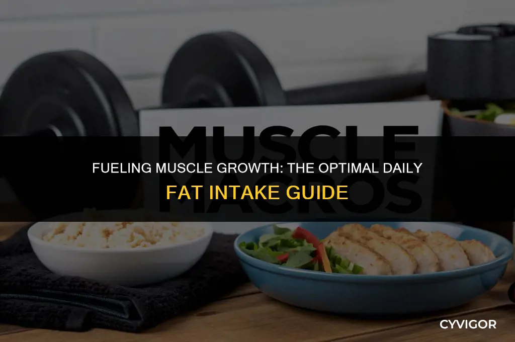 how much fat per day to build muscle