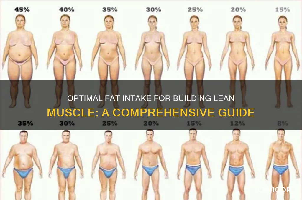 how much fat should i eat to gain lean muscle