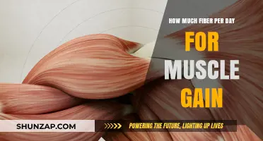 Optimal Fiber Intake for Muscle Gain: Daily Recommendations Explained
