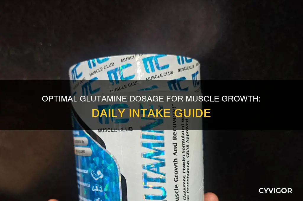 how much glutamine per day for muscle gain