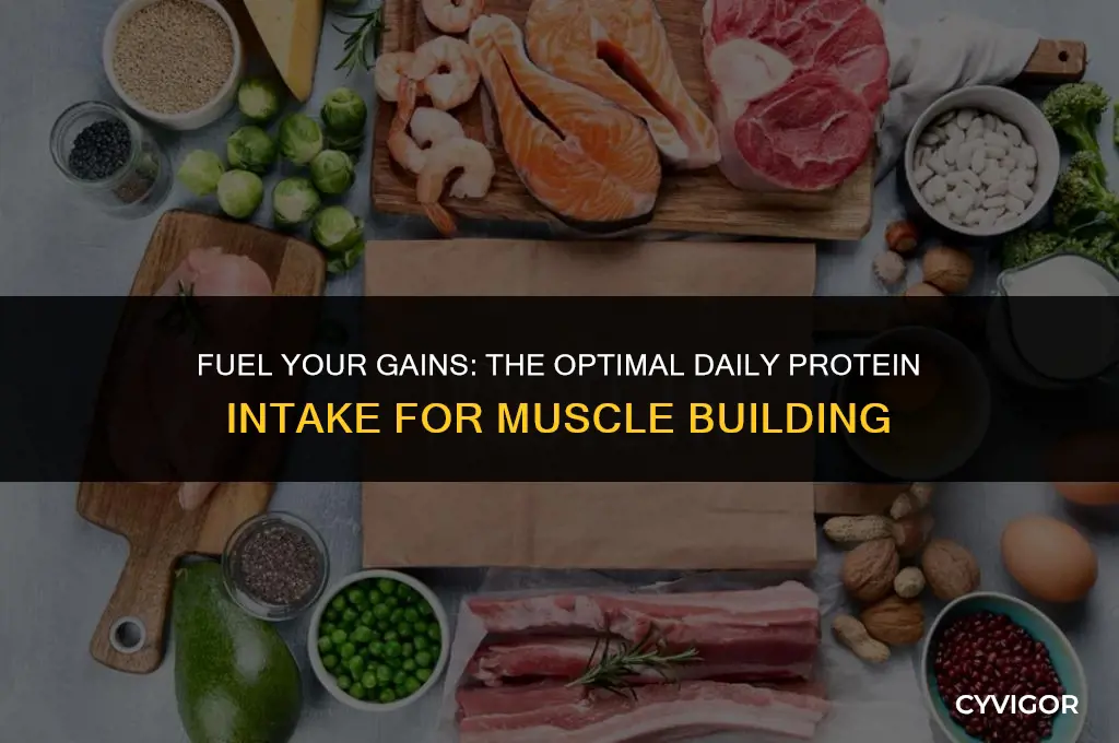 how much grams of protein per day to build muscle