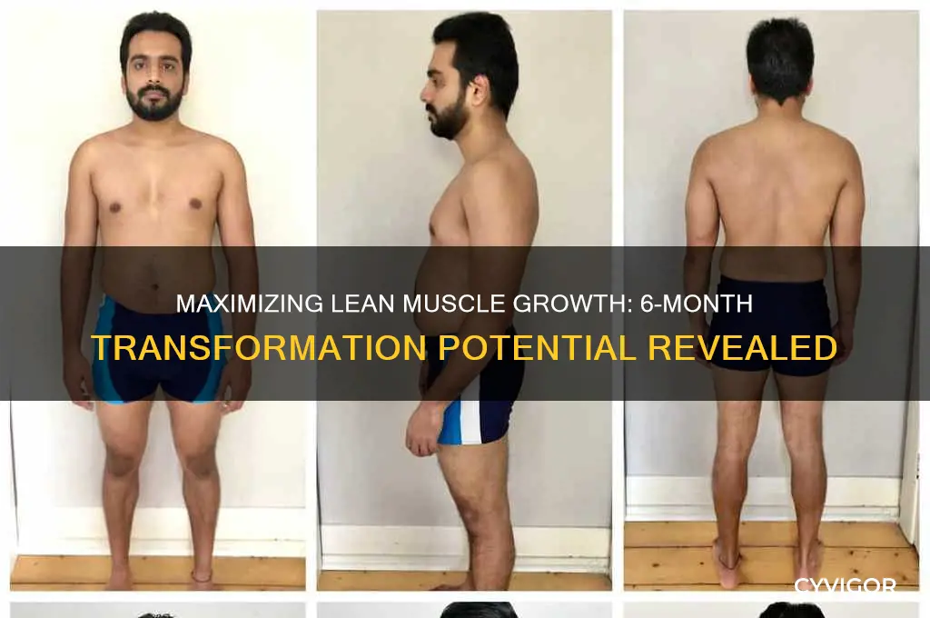 how much lean muscle can you gain in 6 months