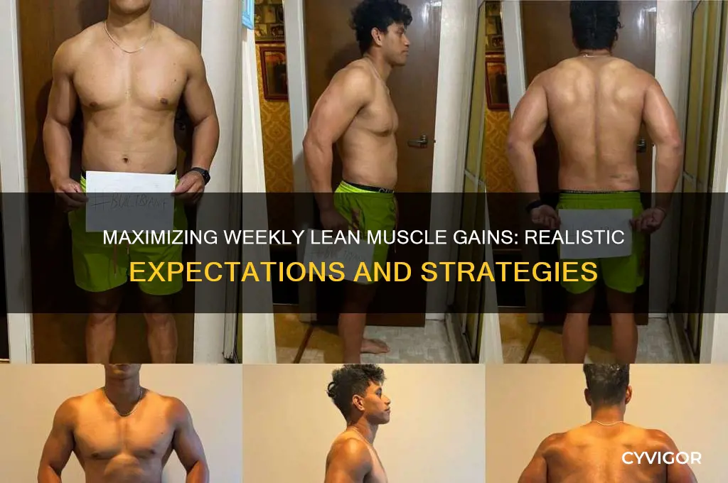 how much lean muscle can you gain in a week