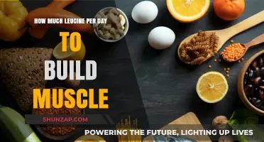 Optimizing Muscle Growth: The Ideal Daily Leucine Intake