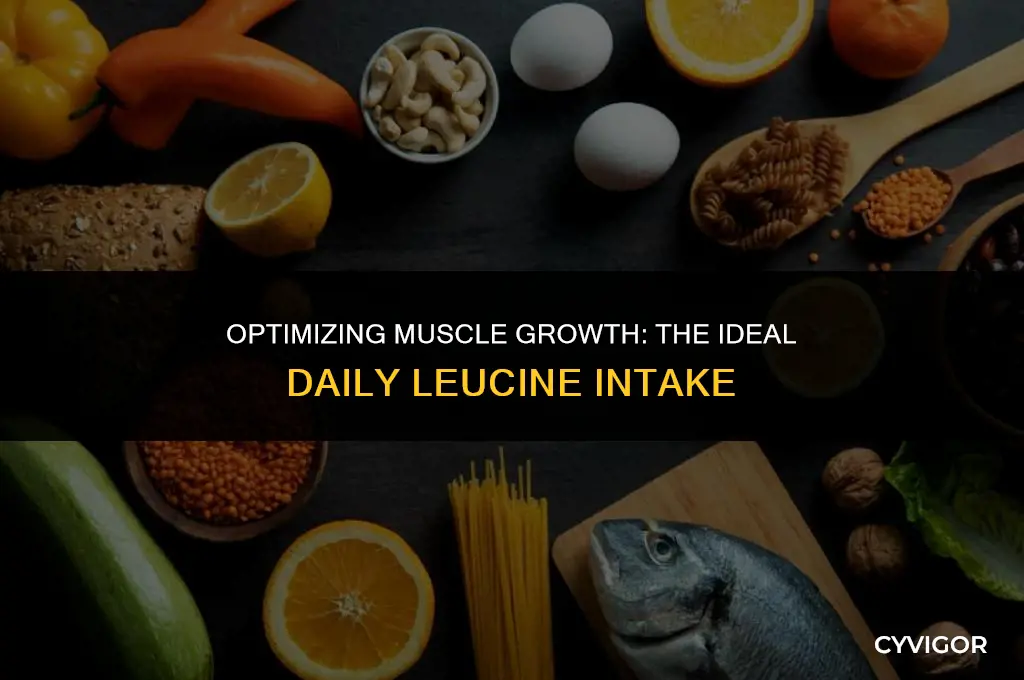 how much leucine per day to build muscle