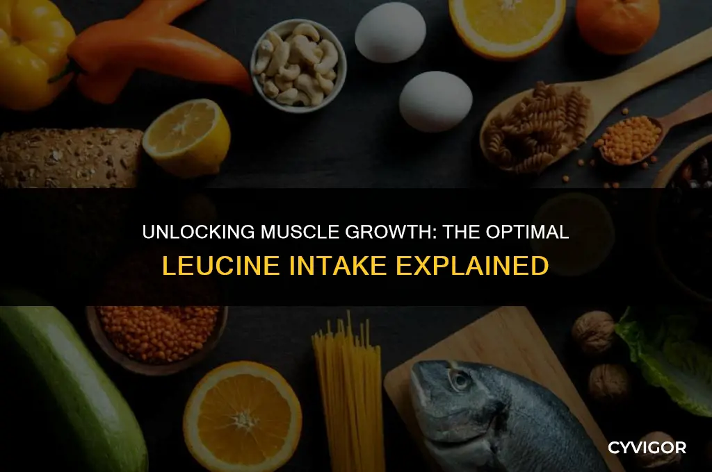 how much leucine to build muscle