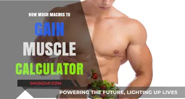Calculate Your Macros for Muscle Gain: A Step-by-Step Guide