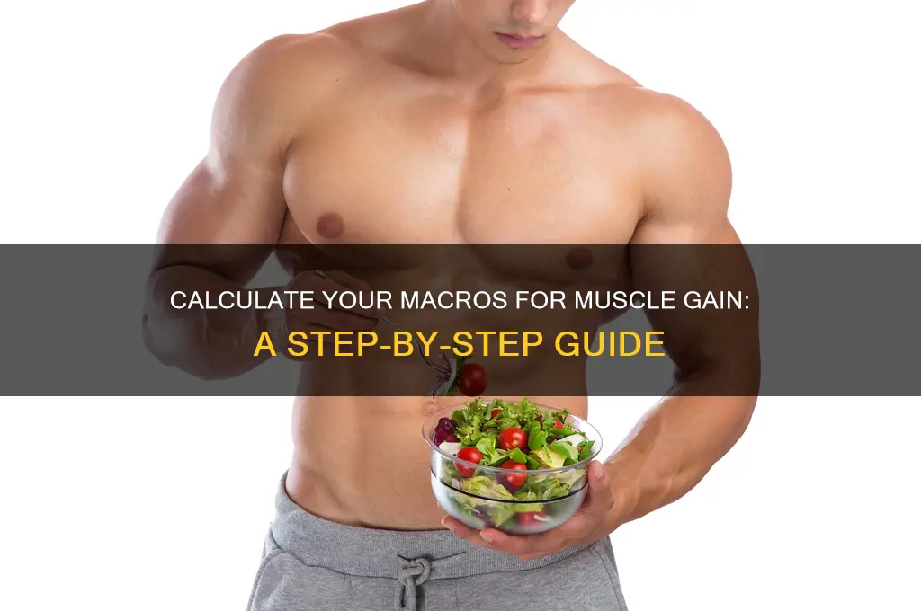 how much macros to gain muscle calculator
