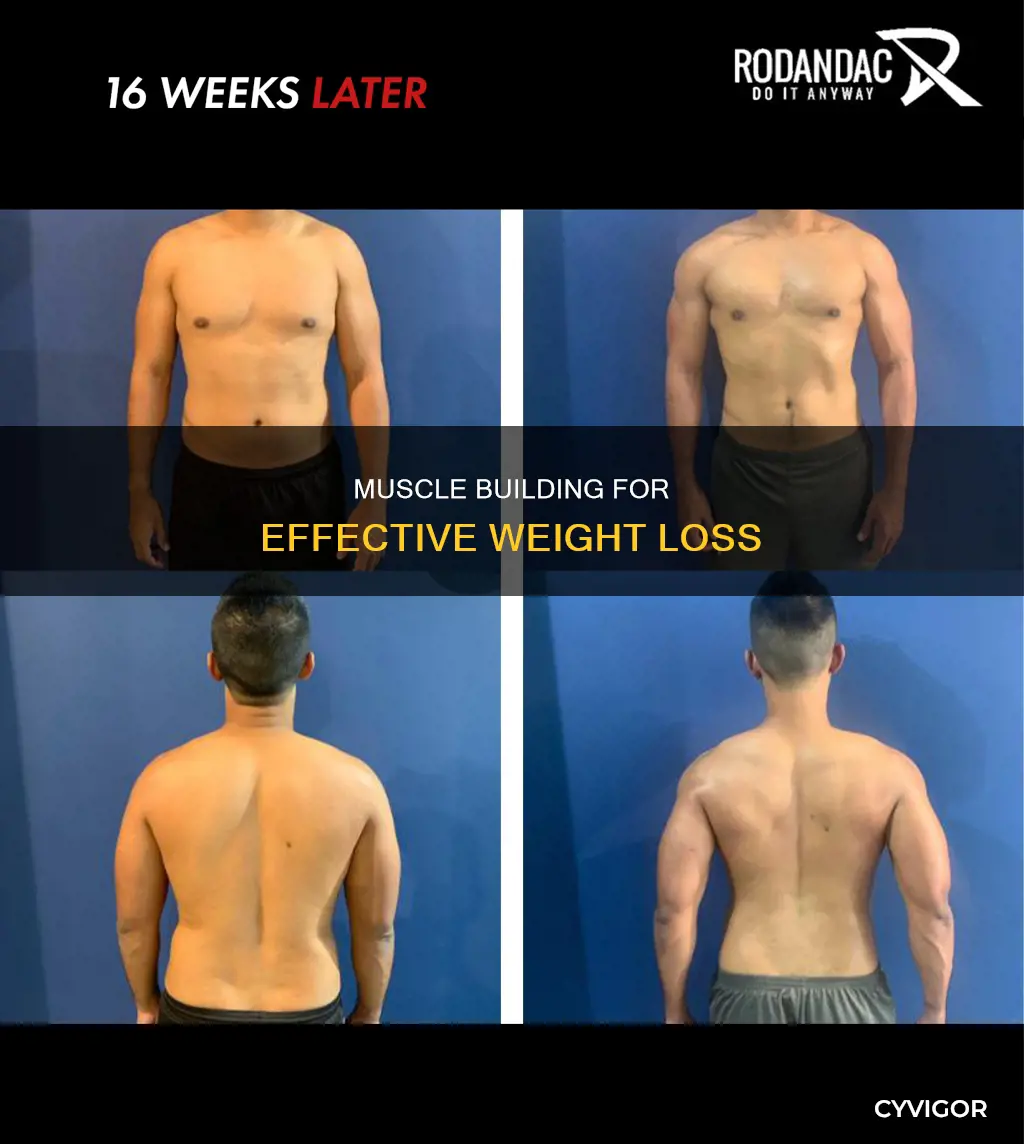 how much muscle building causes weight loss