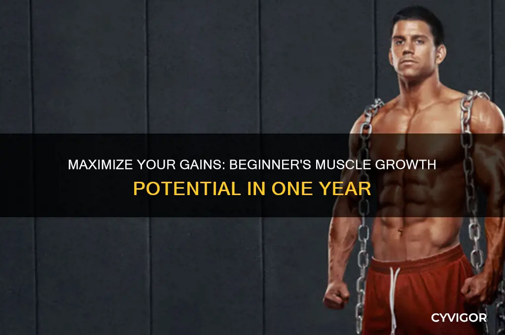 how much muscle can a beginner gain in 1 year