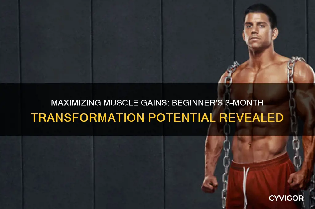 how much muscle can a beginner gain in 3 months