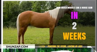 Rapid Horse Muscle Gain: 2-Week Transformation Potential Explained