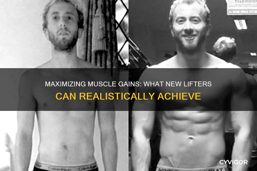 how much muscle can a new lifter gain