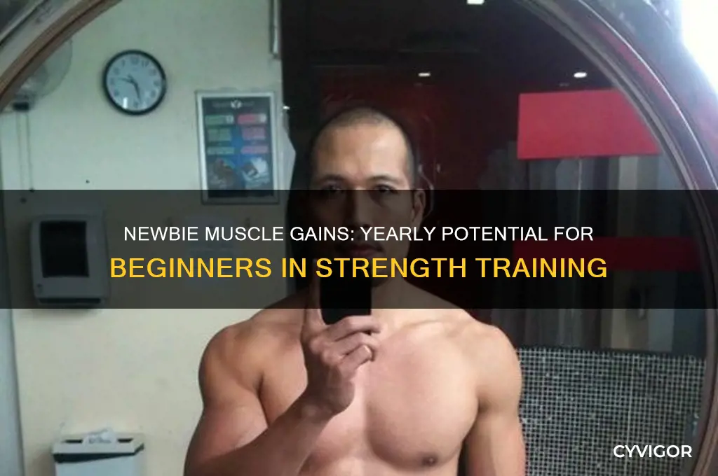 how much muscle can a newbie gain in a year