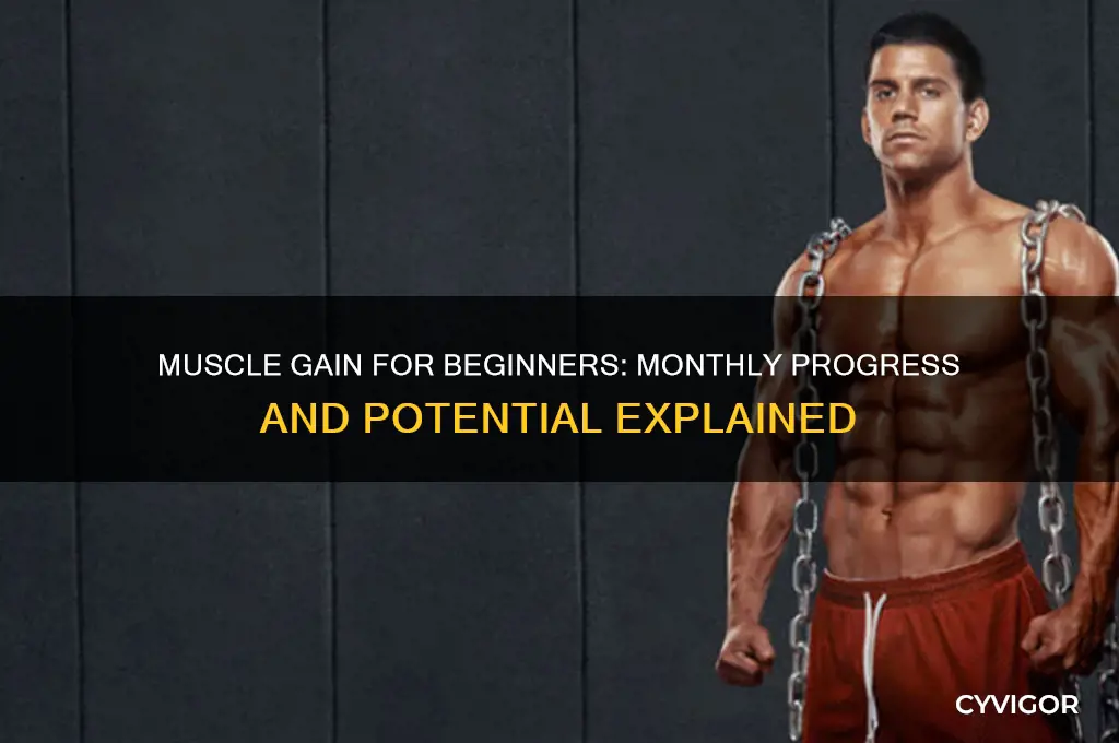 how much muscle can a noob gain in a month