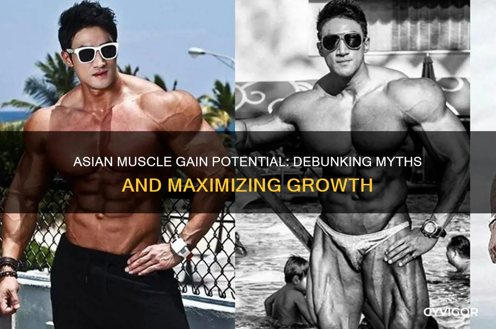 how much muscle can asians gain