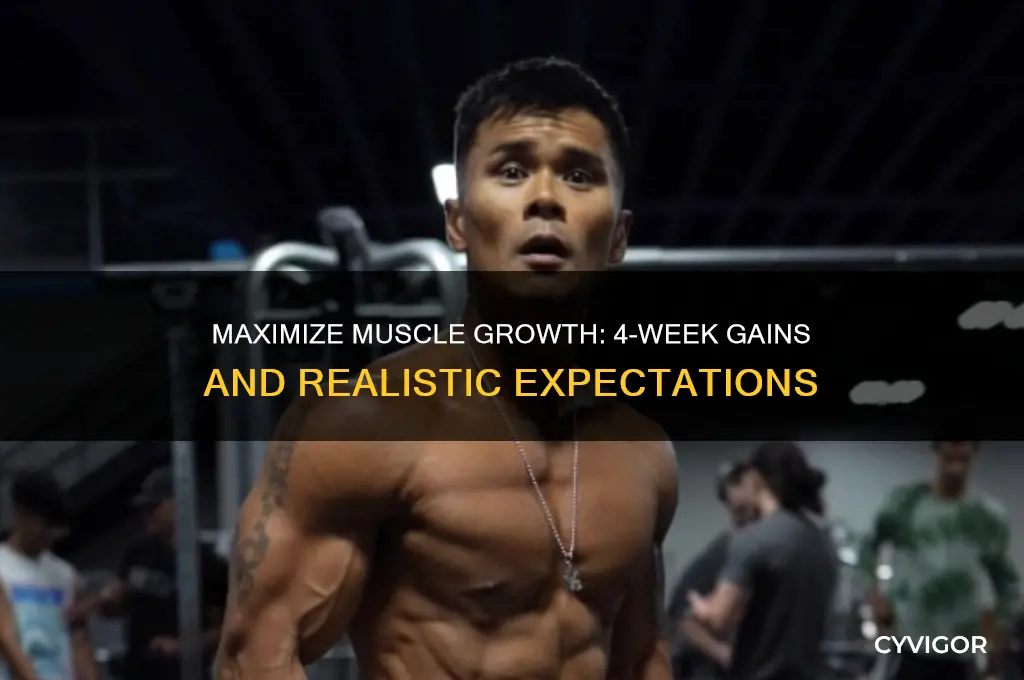how much muscle can i gain in 4 weeks
