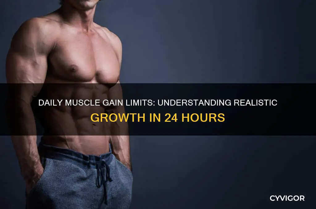 how much muscle can i gain in a day