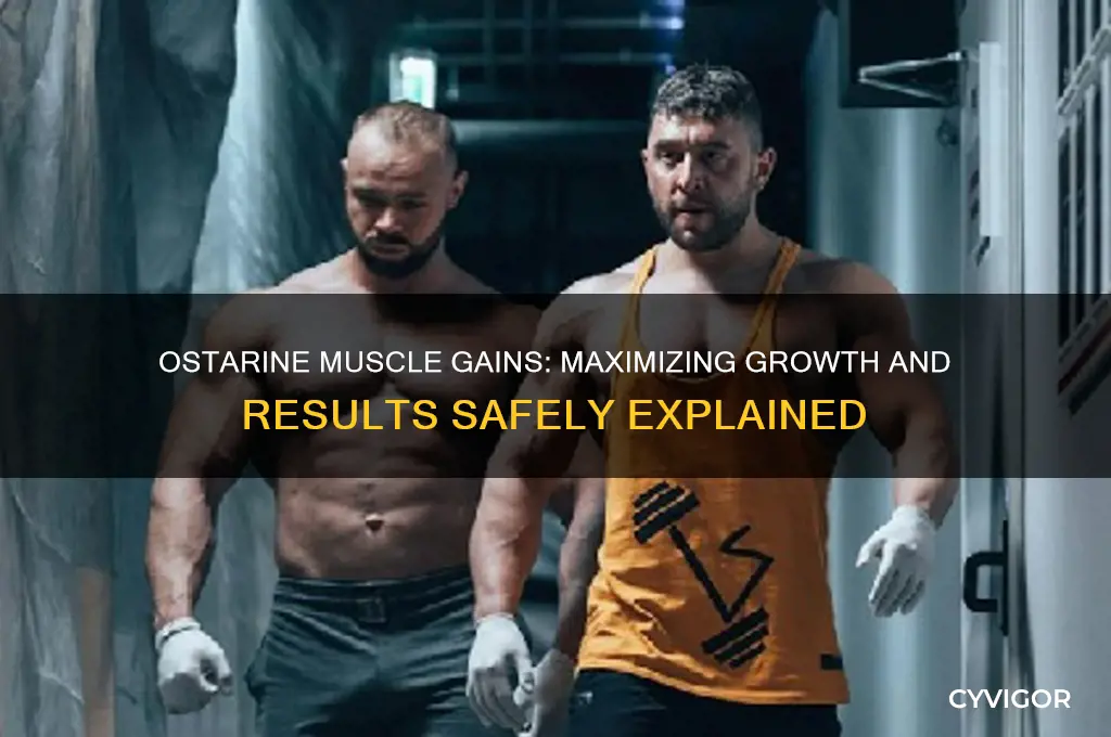 how much muscle can i gain off ostarine