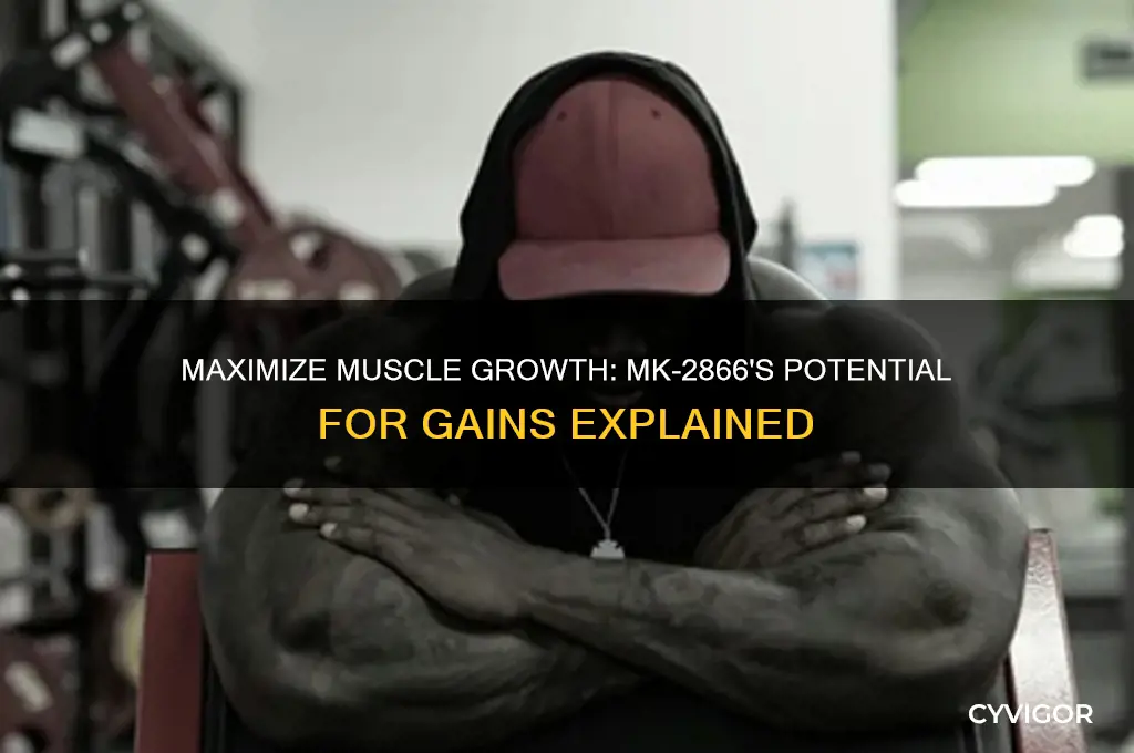 how much muscle can i gain with mk-2866