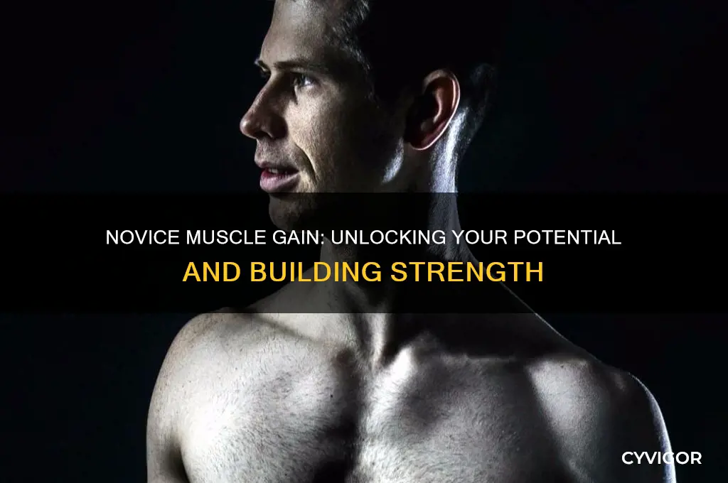 how much muscle can novices gain