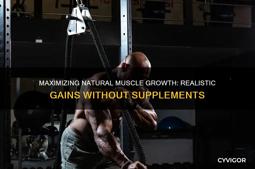 how much muscle can you gain as a natural