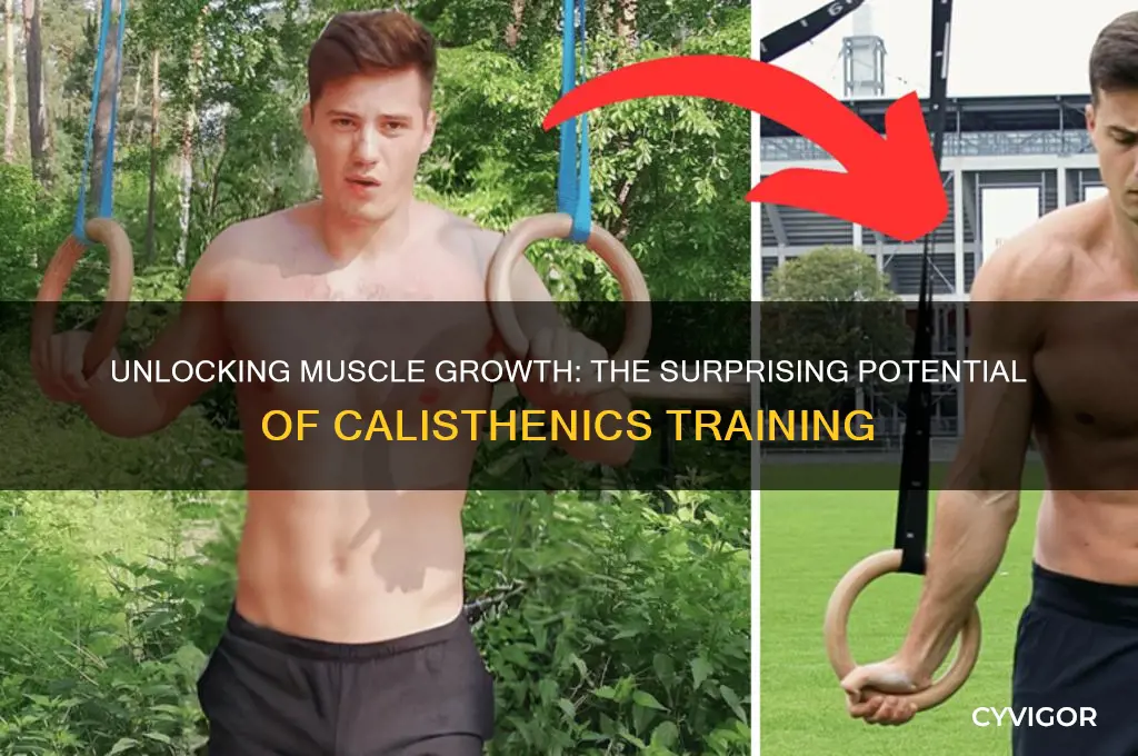 how much muscle can you gain from calisthenics