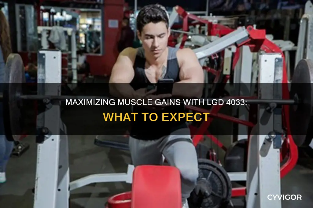how much muscle can you gain from lgd 4033