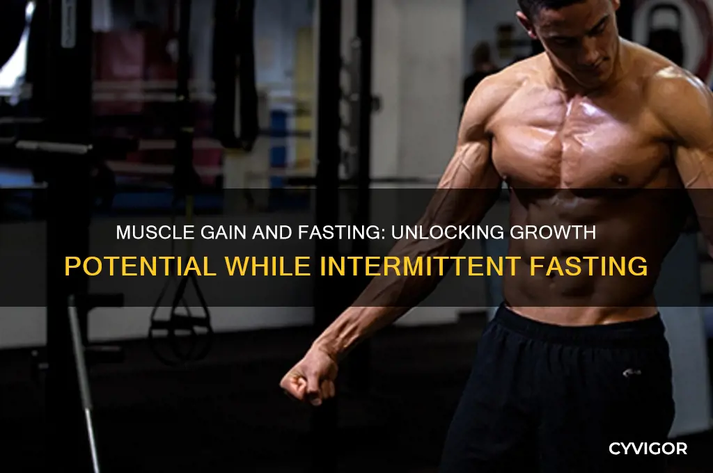 how much muscle can you gain while fasting
