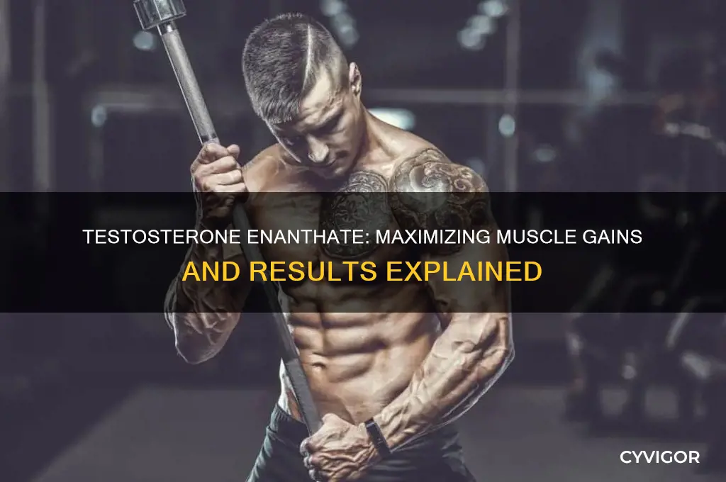 how much muscle can you gain with testosterone enanthate