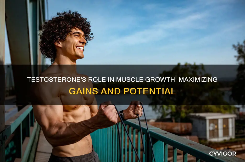 how much muscle can you gain with testosterone