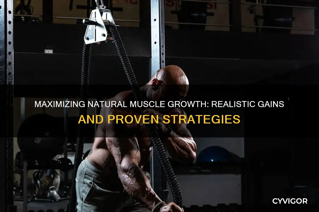 how much muscle can you naturally gain