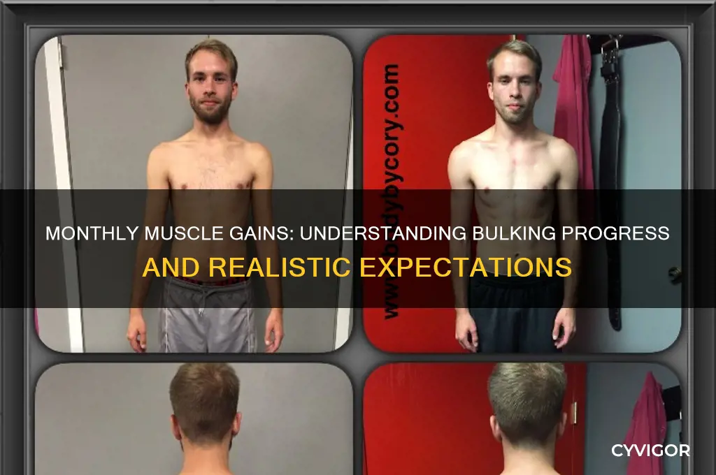 how much muscle do you gain a month when bulking