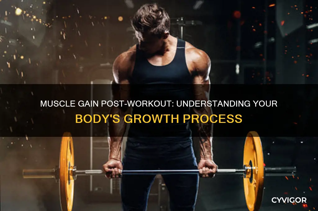 how much muscle do you gain after a workout