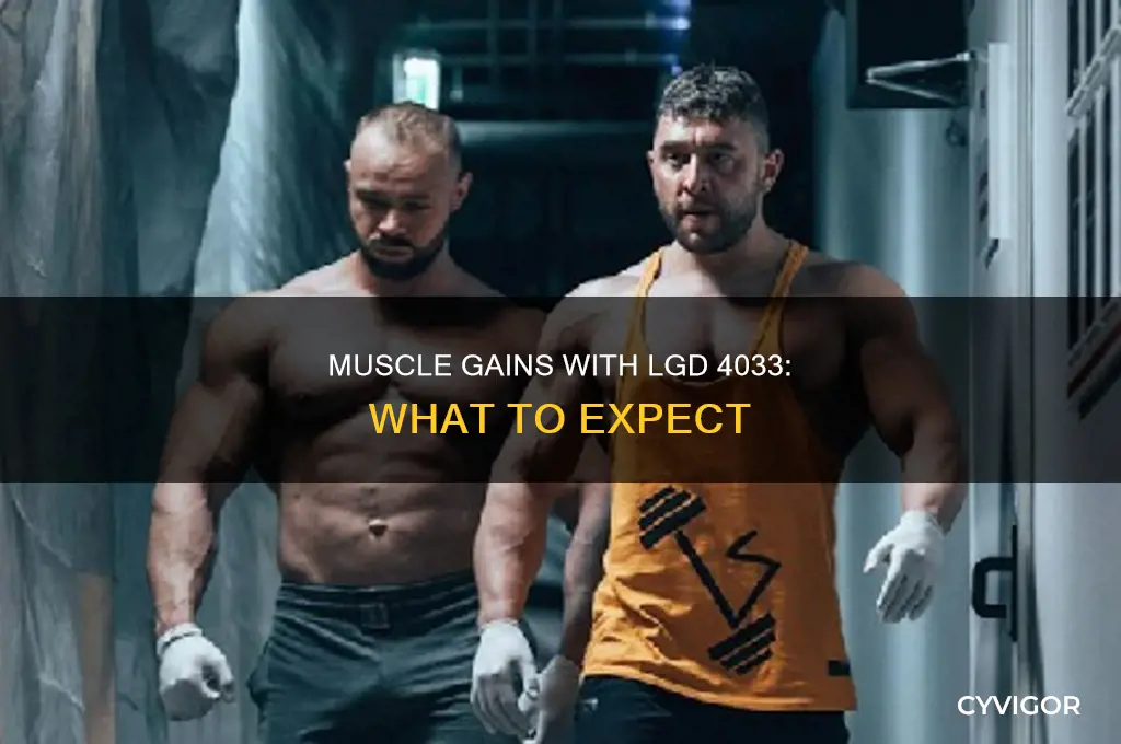 how much muscle do you gain from lgd 4033